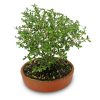 bonsai