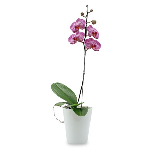 orquidea phalaenopsis